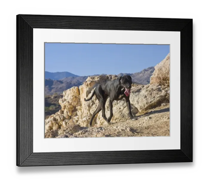 Framed Print : A black German Shorthaired Pointer walking in the Colorado Desert Foothills in California Framed Print : A black German Shorthaired Pointer walking in the Colorado Desert Foothills in California