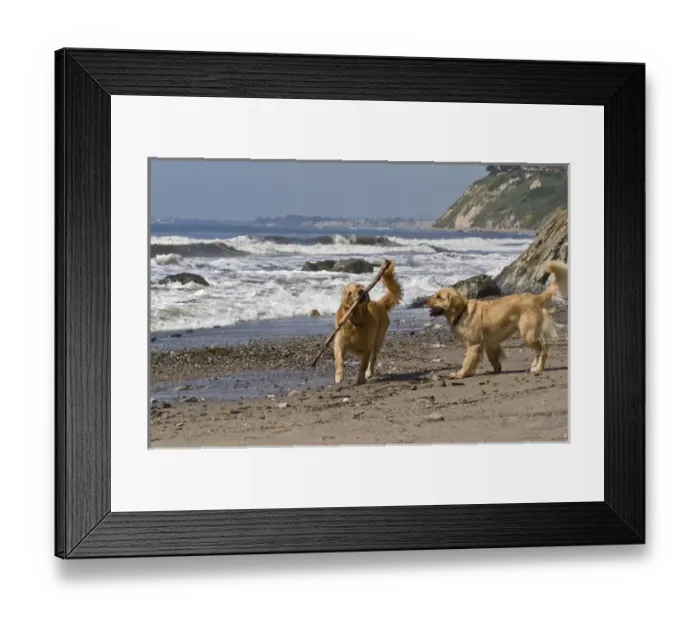 Framed Print : Two Golden Retrievers playing with a stick at Hendreys Beach in Santa Barbara Framed Print : Two Golden Retrievers playing with a stick at Hendreys Beach in Santa Barbara