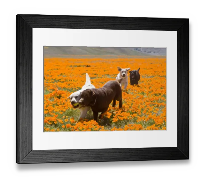 Framed Print : Four Labrador Retrievers running through a field of poppies in Antelope Valley California Framed Print : Four Labrador Retrievers running through a field of poppies in Antelope Valley California