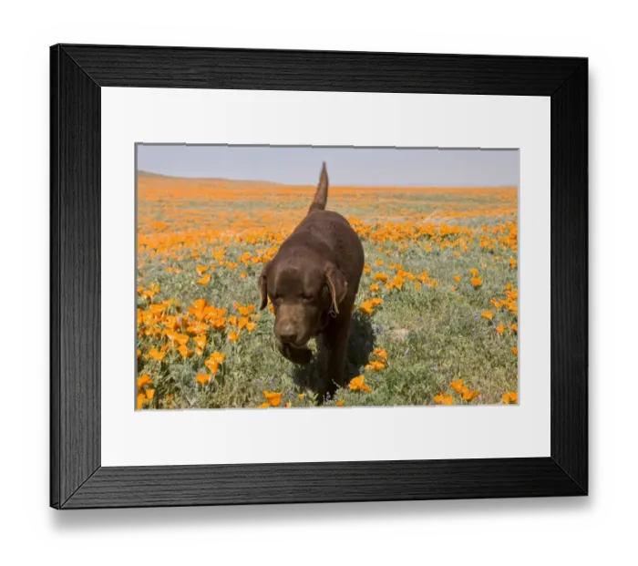 Framed Print : Chocolate Labrador Retriever walking through a field of poppies at Antelope Valley