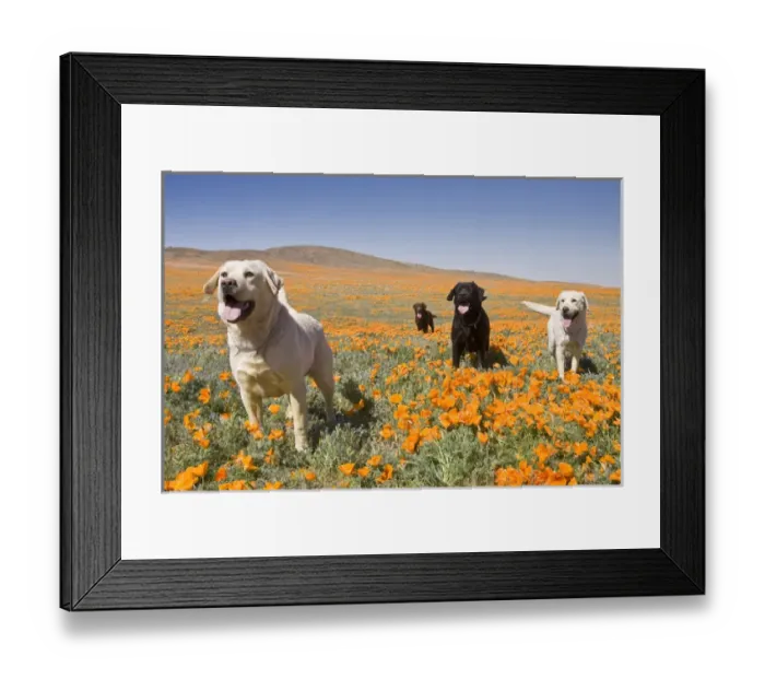 Framed Print : Four Labrador Retrievers standing in a field of poppies at Antelope Valley in California