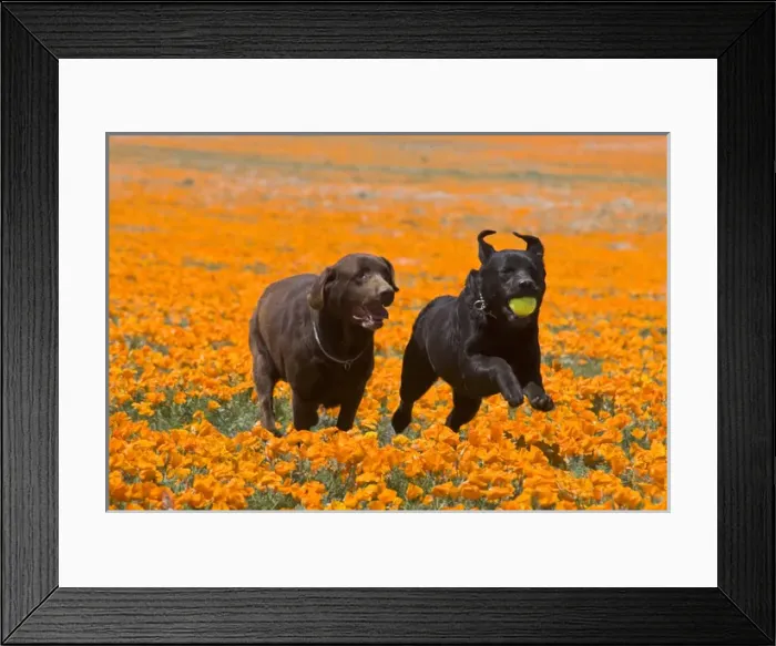 Framed Print : Two Labrador Retrievers running and playing chase in poppies at Antelope Valley California Framed Print : Two Labrador Retrievers running and playing chase in poppies at Antelope Valley California