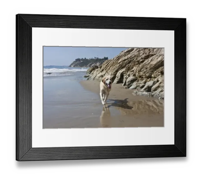 Framed Print : A Yellow Labrador Retriever walking in the sand at Hendreys Beach in Santa Barbara Framed Print : A Yellow Labrador Retriever walking in the sand at Hendreys Beach in Santa Barbara