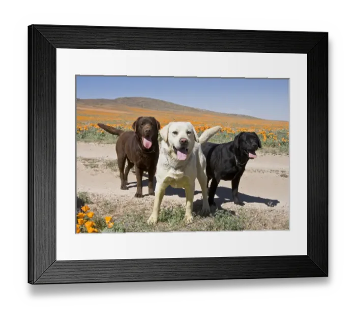 Framed Print : All three colors of Labrador Retrievers standing on a dirt road in Antelope Valley Framed Print : All three colors of Labrador Retrievers standing on a dirt road in Antelope Valley