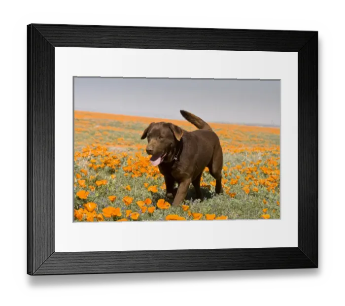 Framed Print : A Chocolate Labrador Retriever walking through a field of poppies at Antelope Valley