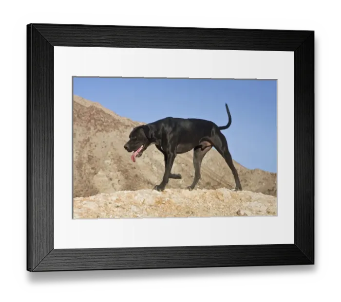 Framed Print : A black German Shorthaired Pointer walking on top of a hill in the Colorado Desert