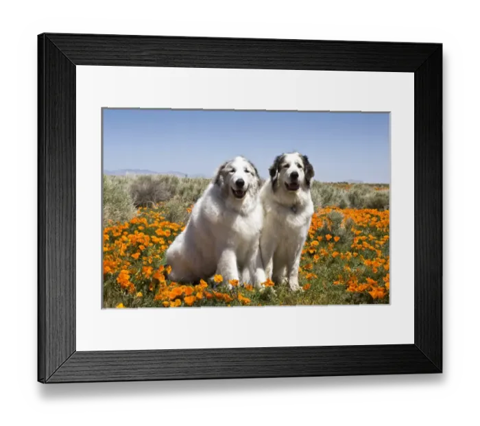 Framed Print : Two Great Pyrenees sitting together in a field of wild Poppy flowers in Antelope