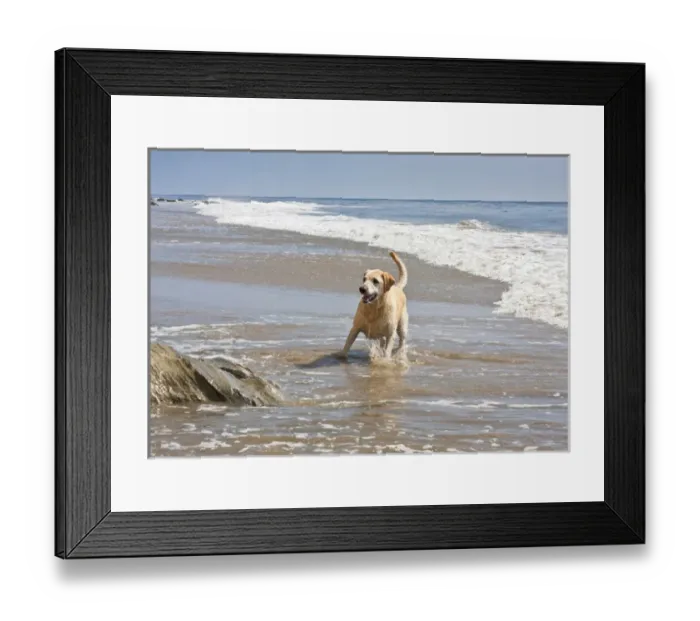 Framed Print : A Yellow Labrador Retriever standing in the surf at Hendreys Beach in Santa Framed Print : A Yellow Labrador Retriever standing in the surf at Hendreys Beach in Santa