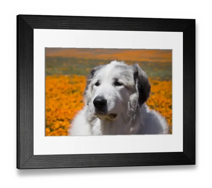 Framed Print : Portait of a Great Pyrenees standing in a field of wild Poppy flowers at Antelope Framed Print : Portait of a Great Pyrenees standing in a field of wild Poppy flowers at Antelope