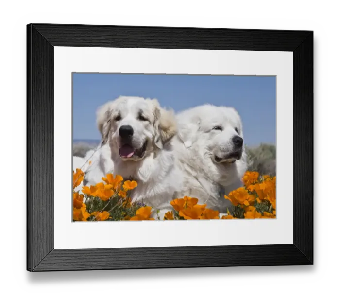 Framed Print : Portrait of two Great Pyrenees lying in a field of wild Poppy flowers in Antelope Framed Print : Portrait of two Great Pyrenees lying in a field of wild Poppy flowers in Antelope