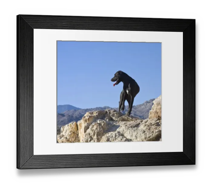 Framed Print : A black German Shorthaired Pointer standing on top of a hill in the Colorado Desert Framed Print : A black German Shorthaired Pointer standing on top of a hill in the Colorado Desert