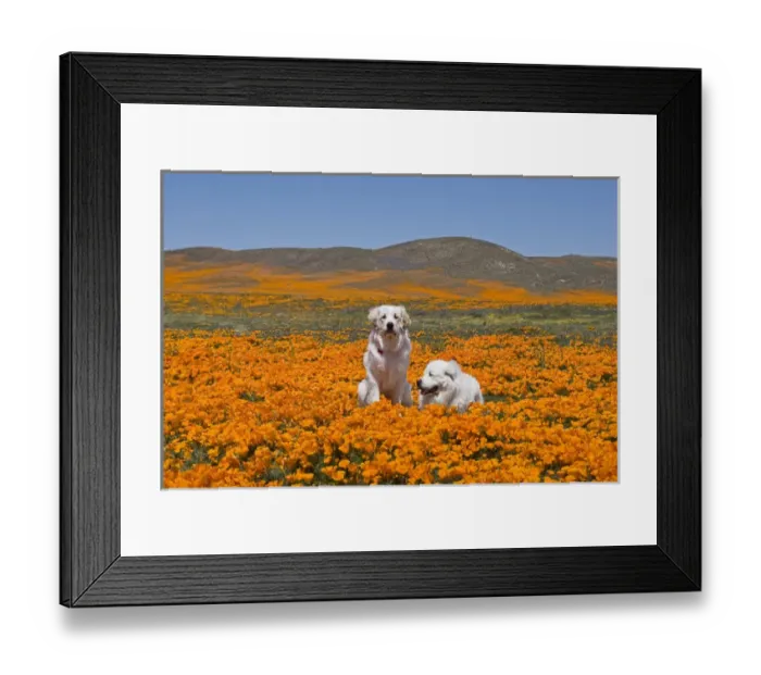 Framed Print : Two Great Pyrenees together in a field of wild Poppy flowers at Antelope Valley in Framed Print : Two Great Pyrenees together in a field of wild Poppy flowers at Antelope Valley in