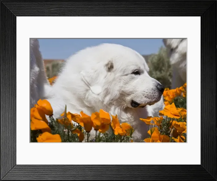 Framed Print : Close-up of a Great Pyrenees lying in a field of wild Poppy flowers at Antelope Valley Framed Print : Close-up of a Great Pyrenees lying in a field of wild Poppy flowers at Antelope Valley