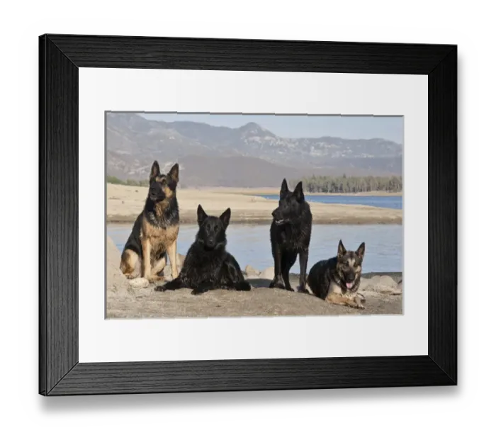Framed Print : Four German Shepherds together on a rock outcrop at Lake Hemet in the San Jacinto Framed Print : Four German Shepherds together on a rock outcrop at Lake Hemet in the San Jacinto