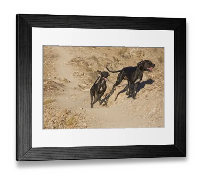 Framed Print : Two German Shorthaired Pointers running on a trail in the foothills of the Colorado Framed Print : Two German Shorthaired Pointers running on a trail in the foothills of the Colorado