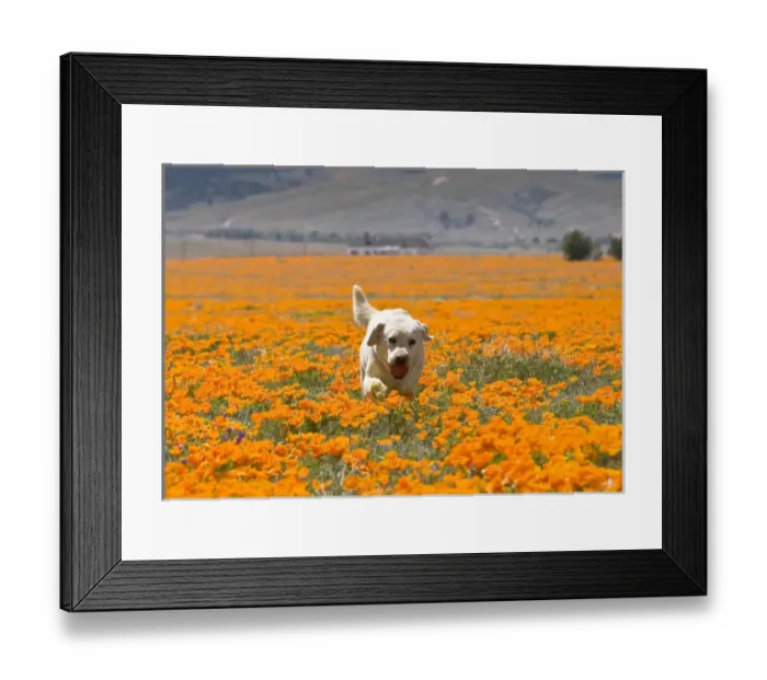 Framed Print : Yellow Labrador Retriever walking through a field of poppies with ball in mouth Framed Print : Yellow Labrador Retriever walking through a field of poppies with ball in mouth