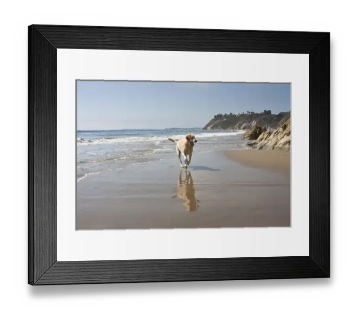 Framed Print : A Yellow Labrador Retriever reflecting in the sand and surf at Hendreys Beach Framed Print : A Yellow Labrador Retriever reflecting in the sand and surf at Hendreys Beach