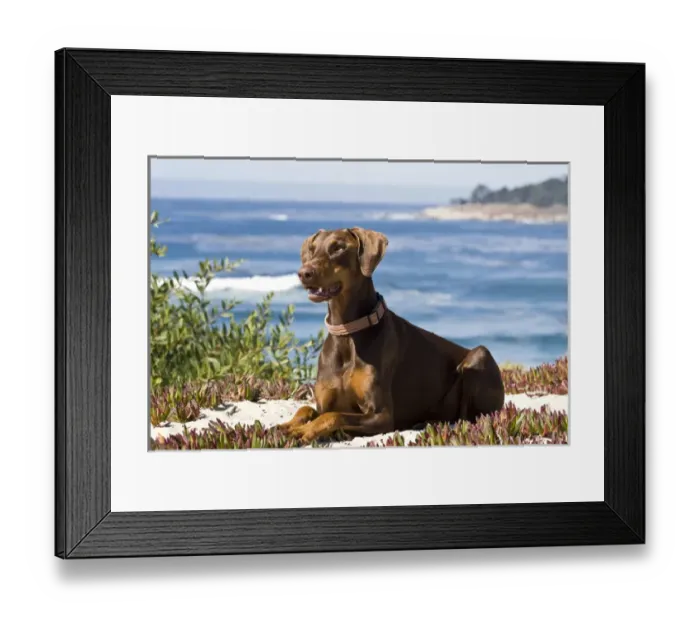 Framed Print : A Doberman Pinscher lying on the white sands with the blue of the Pacific Ocean in