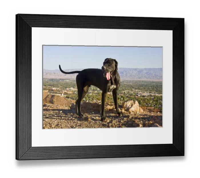 Framed Print : A black German Shorthaired Pointer standing in the foothills of the Colorado Desert Framed Print : A black German Shorthaired Pointer standing in the foothills of the Colorado Desert