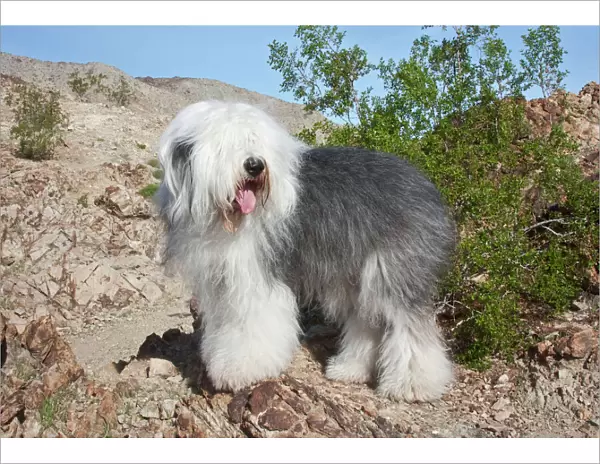 An Old English Sheepdog standing in the foothills next to a Creosote in the Colorado