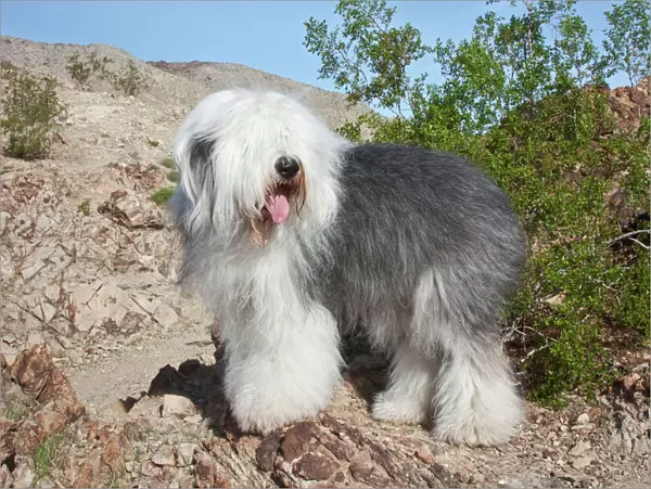 An Old English Sheepdog standing in the foothills next to a Creosote in the Colorado