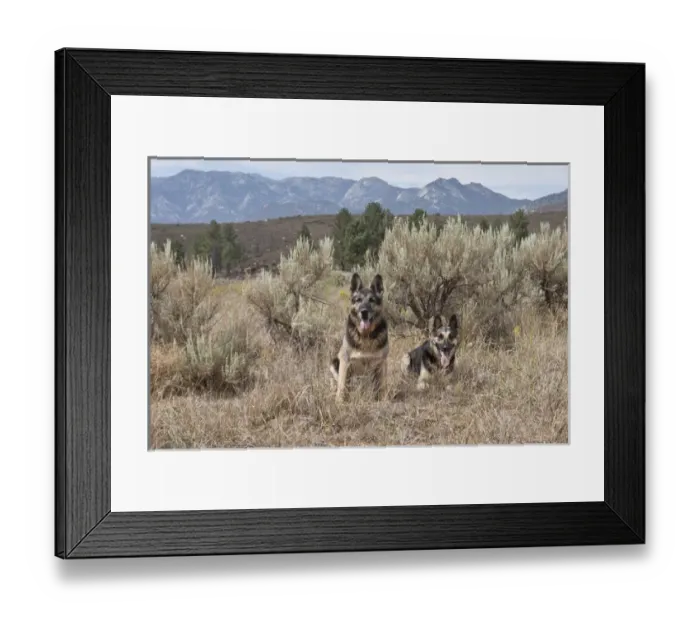 Framed Print : Two German Shepherds together in a field of sage brush and pine trees with San Jacinto Framed Print : Two German Shepherds together in a field of sage brush and pine trees with San Jacinto