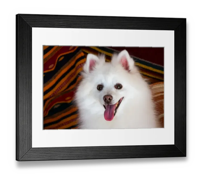 Framed Print : Portrait of an American Eskimo Dog Framed Print : Portrait of an American Eskimo Dog