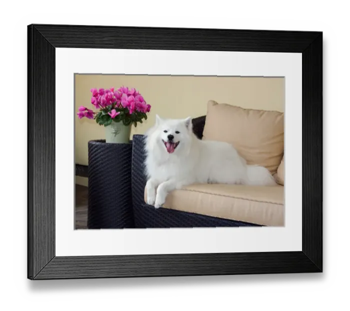 Framed Print : American Eskimo lying on patio couch Framed Print : American Eskimo lying on patio couch