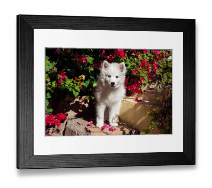 Framed Print : American Eskimo Puppy sitting on garden stairs