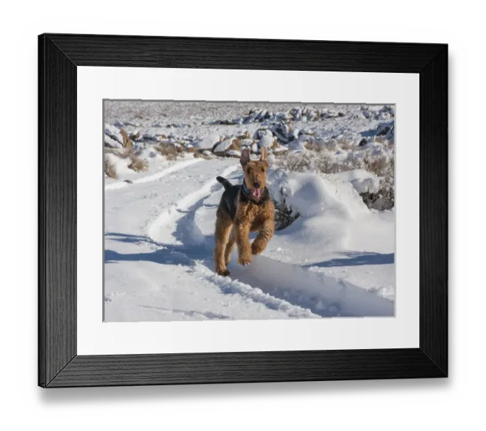 Framed Print : Airedale Terrier running through snow