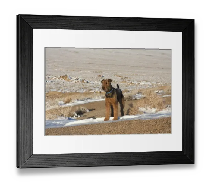Framed Print : Airedale Terrier standing in Alabama Hills NRA, California Framed Print : Airedale Terrier standing in Alabama Hills NRA, California
