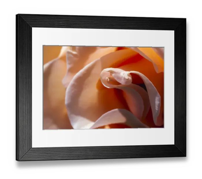 Framed Print : Rose opening up Framed Print : Rose opening up
