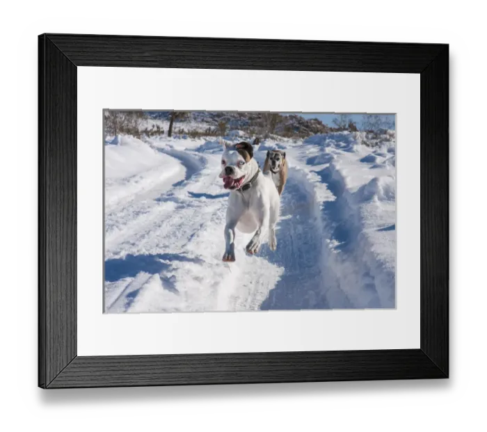 Framed Print : Boxers running in snow, California Framed Print : Boxers running in snow, California