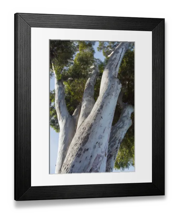 Framed Print : Eucalyptus Tree, California Framed Print : Eucalyptus Tree, California