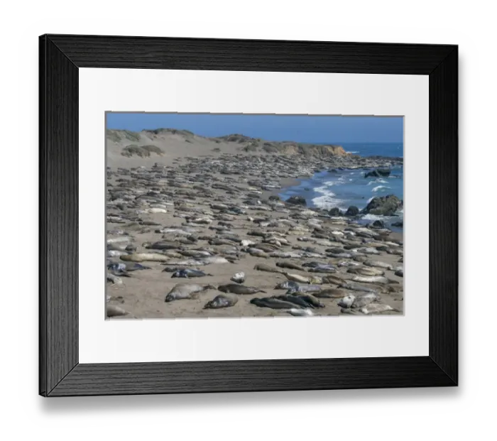 Framed Print : Elephant Seals on Beach, San Simeon, California Framed Print : Elephant Seals on Beach, San Simeon, California