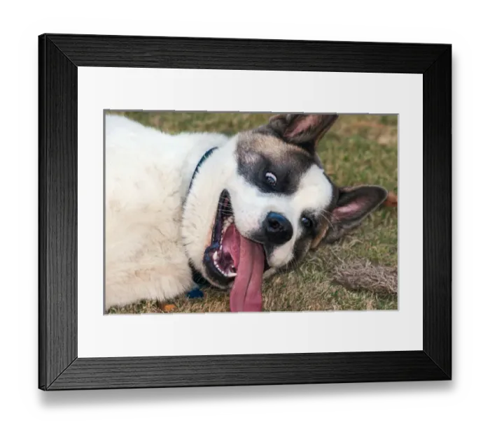 Framed Print : Portrait of an Akita