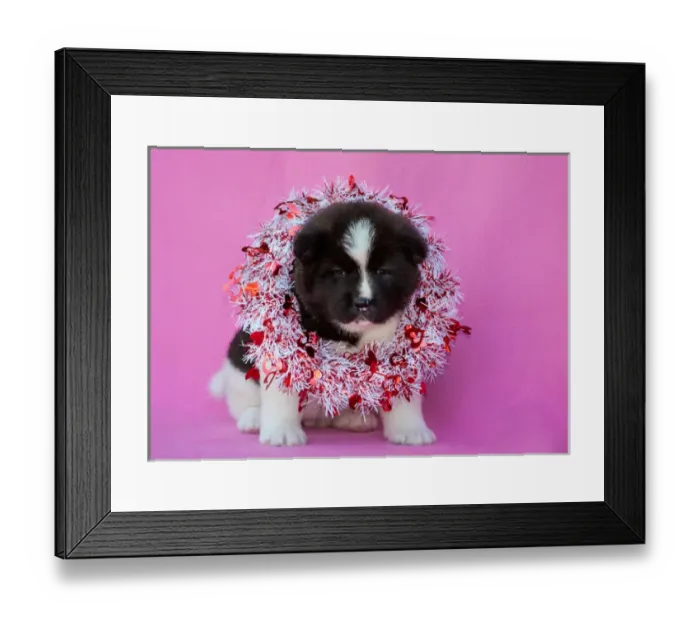 Framed Print : Akita Puppy on Valentines Day Framed Print : Akita Puppy on Valentines Day