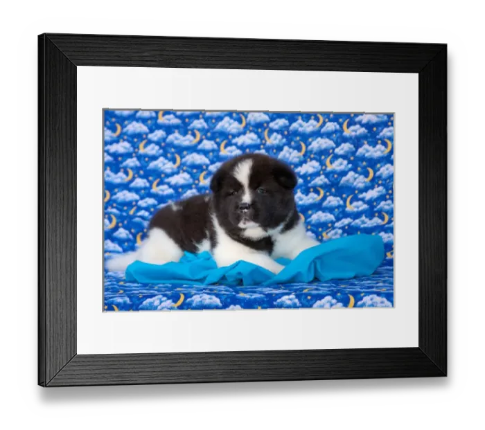 Framed Print : Akita Puppy with moons and stars Framed Print : Akita Puppy with moons and stars