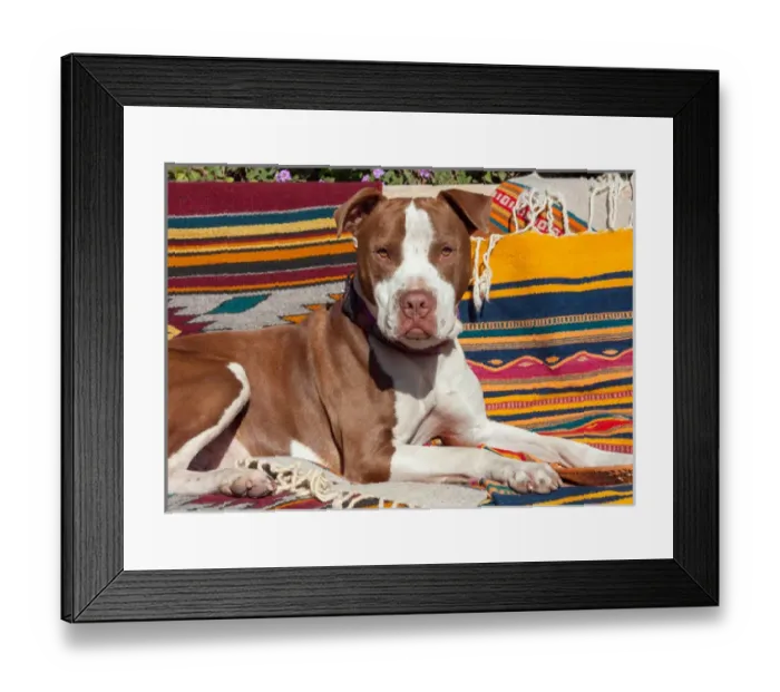 Framed Print : American Pit Bull lying on blankets Framed Print : American Pit Bull lying on blankets