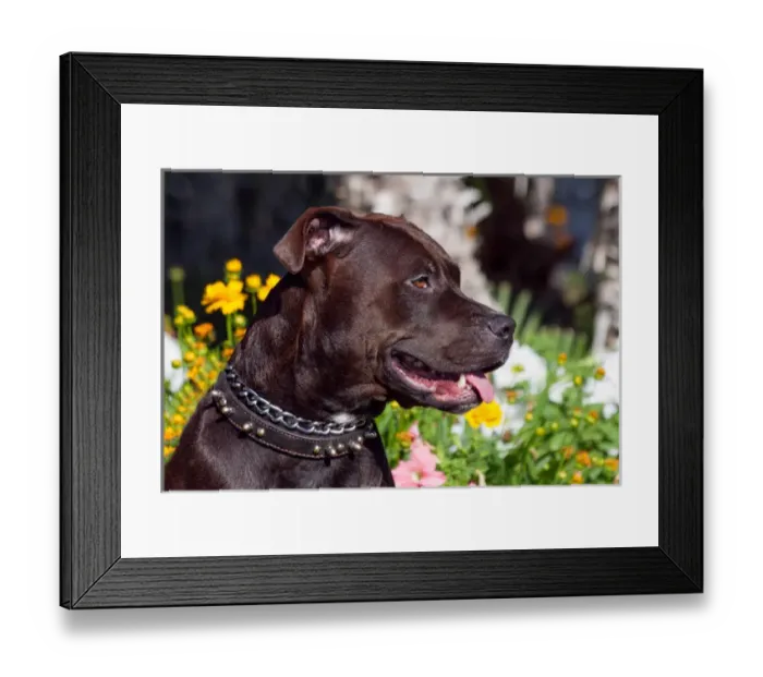 Framed Print : American Pit Bull portrait Framed Print : American Pit Bull portrait