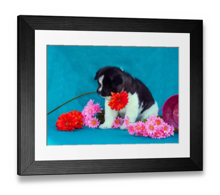 Framed Print : Akita Puppy with flowers Framed Print : Akita Puppy with flowers