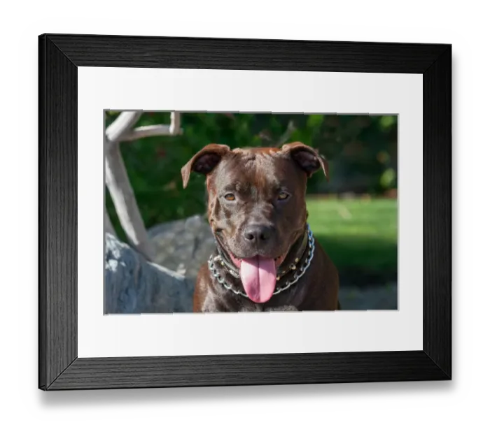 Framed Print : American Pit Bull sitting by rock