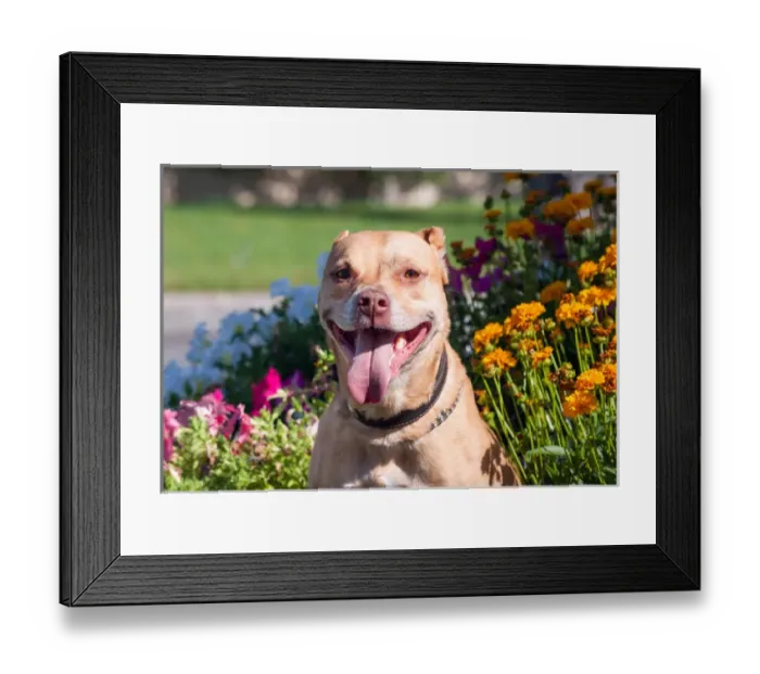 Framed Print : American Pit Bull in flowers Framed Print : American Pit Bull in flowers