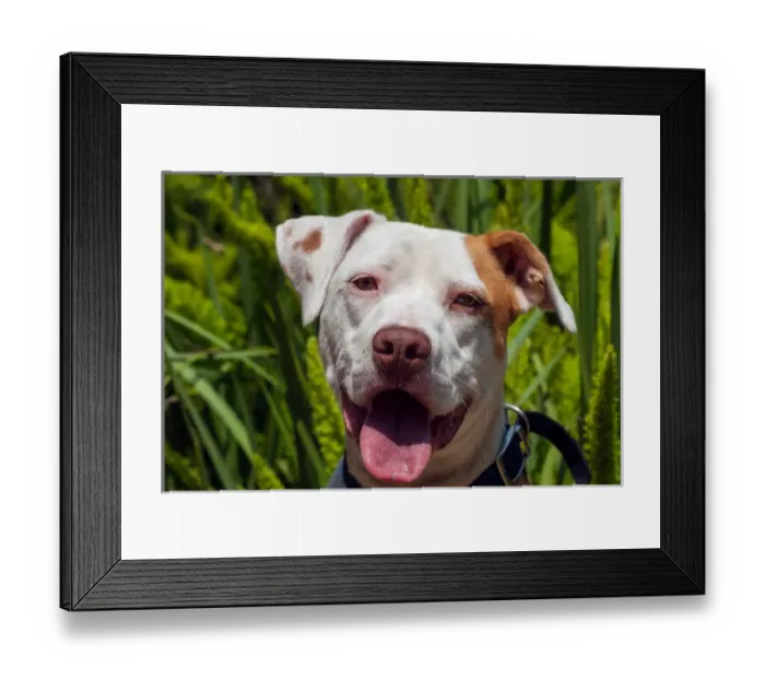Framed Print : American Pit Bull portrait Framed Print : American Pit Bull portrait