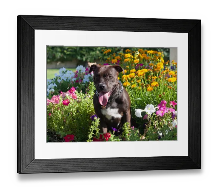 Framed Print : American Pit Bull in flowers Framed Print : American Pit Bull in flowers