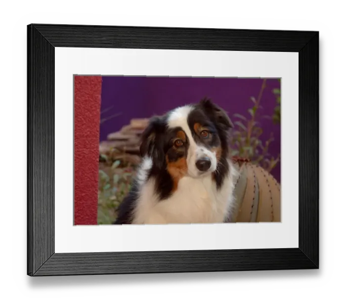 Framed Print : Australian Shepherd Portrait Framed Print : Australian Shepherd Portrait