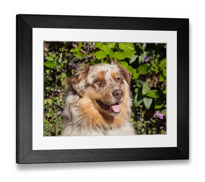 Framed Print : Australian Shepherd Portrait