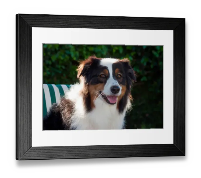 Framed Print : Australian Shepherd Portrait Framed Print : Australian Shepherd Portrait