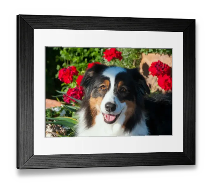 Framed Print : Australian Shepherd Portrait Framed Print : Australian Shepherd Portrait