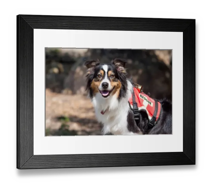 Framed Print : Australian Shepherd Search and Rescue Dog Framed Print : Australian Shepherd Search and Rescue Dog